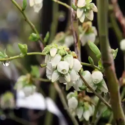 Foto von Heidelbeere 'Bluejay' (Vaccinium corymbosum 'Bluejay')