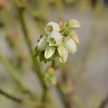 Foto von Heidelbeere 'Blueray' (Vaccinium corymbosum 'Blueray')