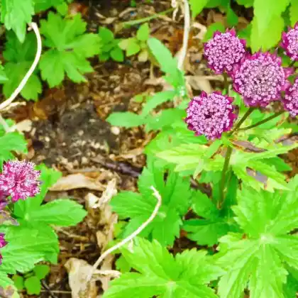 Foto von Sterndolde 'Ruby Wedding' (Astrantia major 'Ruby Wedding')