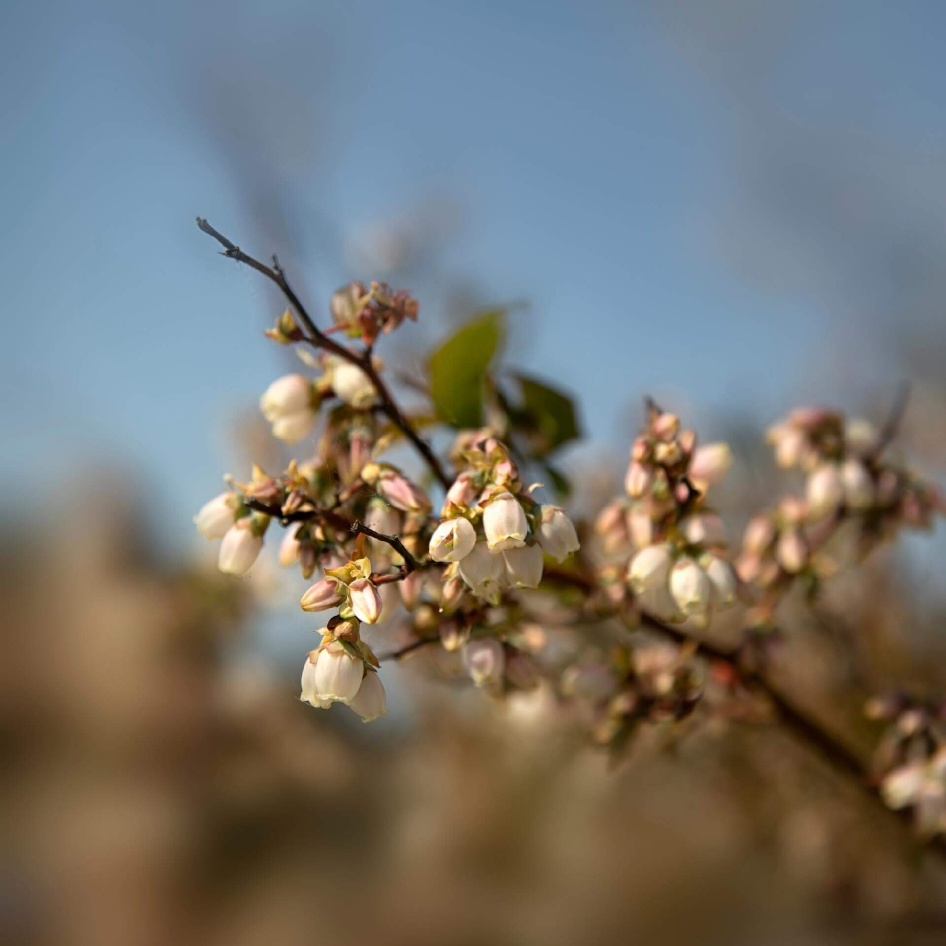 Heidelbeere 'Brigitta' (Vaccinium corymbosum 'Brigitta')