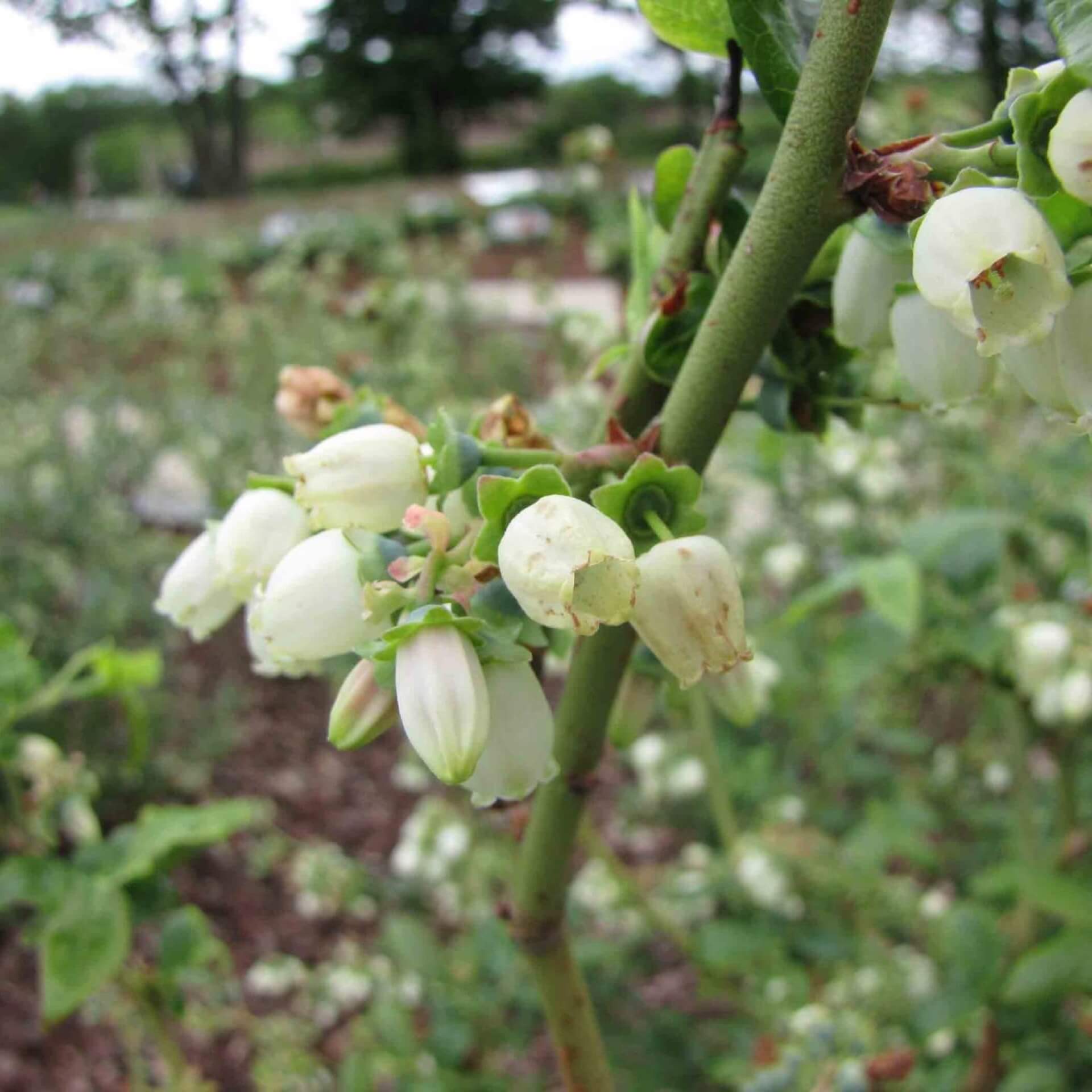 Heidelbeere 'Duke' (Vaccinium corymbosum 'Duke')