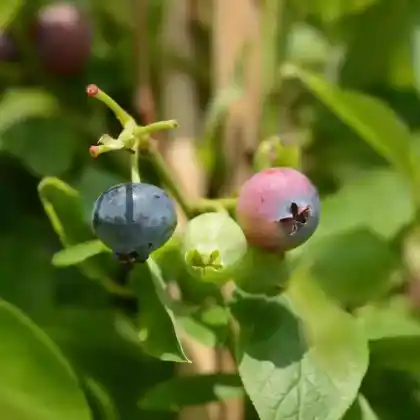 Foto von Heidelbeere 'Goldtraube' (Vaccinium corymbosum 'Goldtraube')