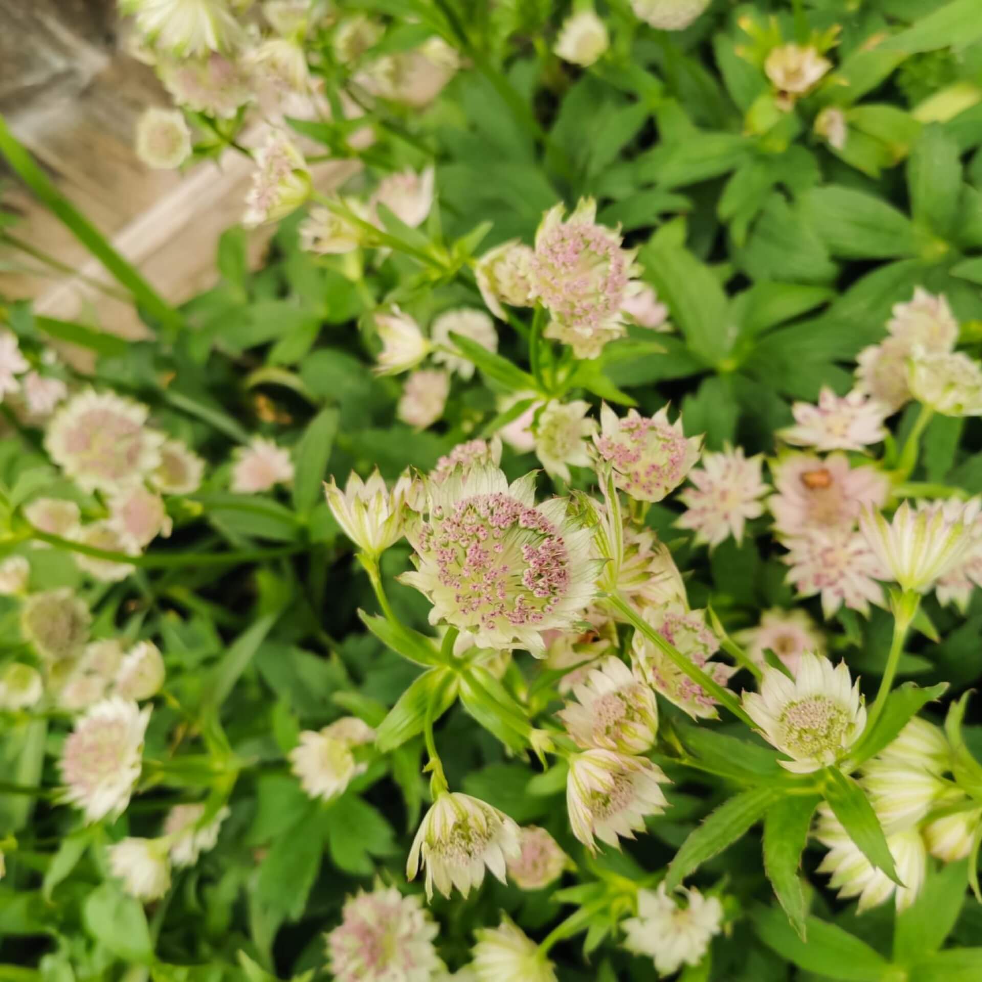 Sterndolde 'Star of Beauty' (Astrantia major 'Star of Beauty')