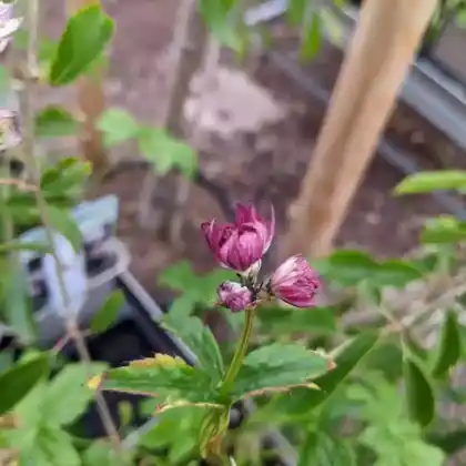 Foto von Sterndolde 'Star of Beauty' (Astrantia major 'Star of Beauty')