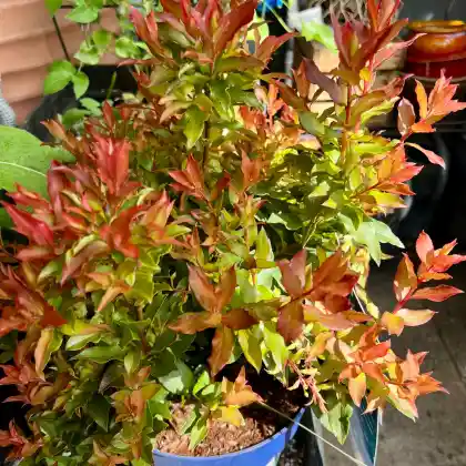 Foto von Heidelbeere 'Lucky Berry' (Vaccinium corymbosum 'Lucky Berry')