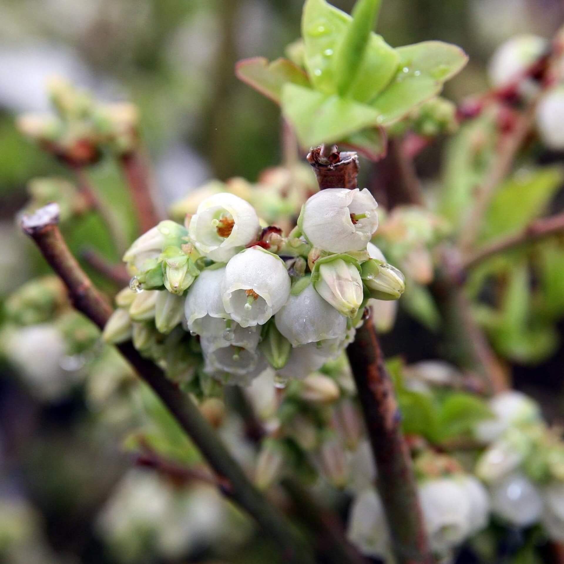 Heidelbeere 'Northland' (Vaccinium corymbosum 'Northland')