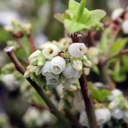 Foto von Heidelbeere 'Northland' (Vaccinium corymbosum 'Northland')