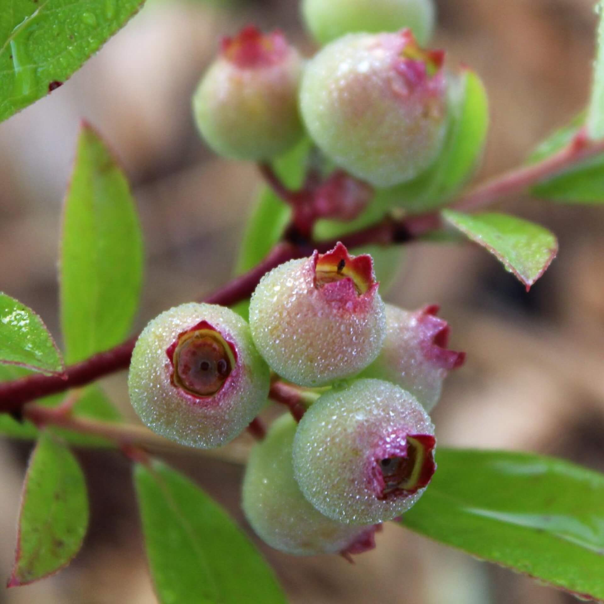 Heidelbeere 'Pink Lemonade' (Vaccinium corymbosum 'Pink Lemonade')