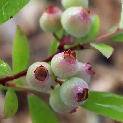 Foto von Heidelbeere 'Pink Lemonade' (Vaccinium corymbosum 'Pink Lemonade')