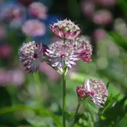 Foto von Sterndolde 'Star of Fire' (Astrantia major 'Star of Fire')