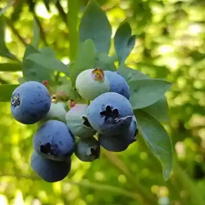 Foto von Heidelbeere 'BrazelBerry Peach Sorbet' (Vaccinium corymbosum 'BrazelBerry Peach Sorbet')