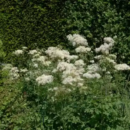 Foto von Chinesische Wiesenraute 'Album' (Thalictrum delavayi 'Album')