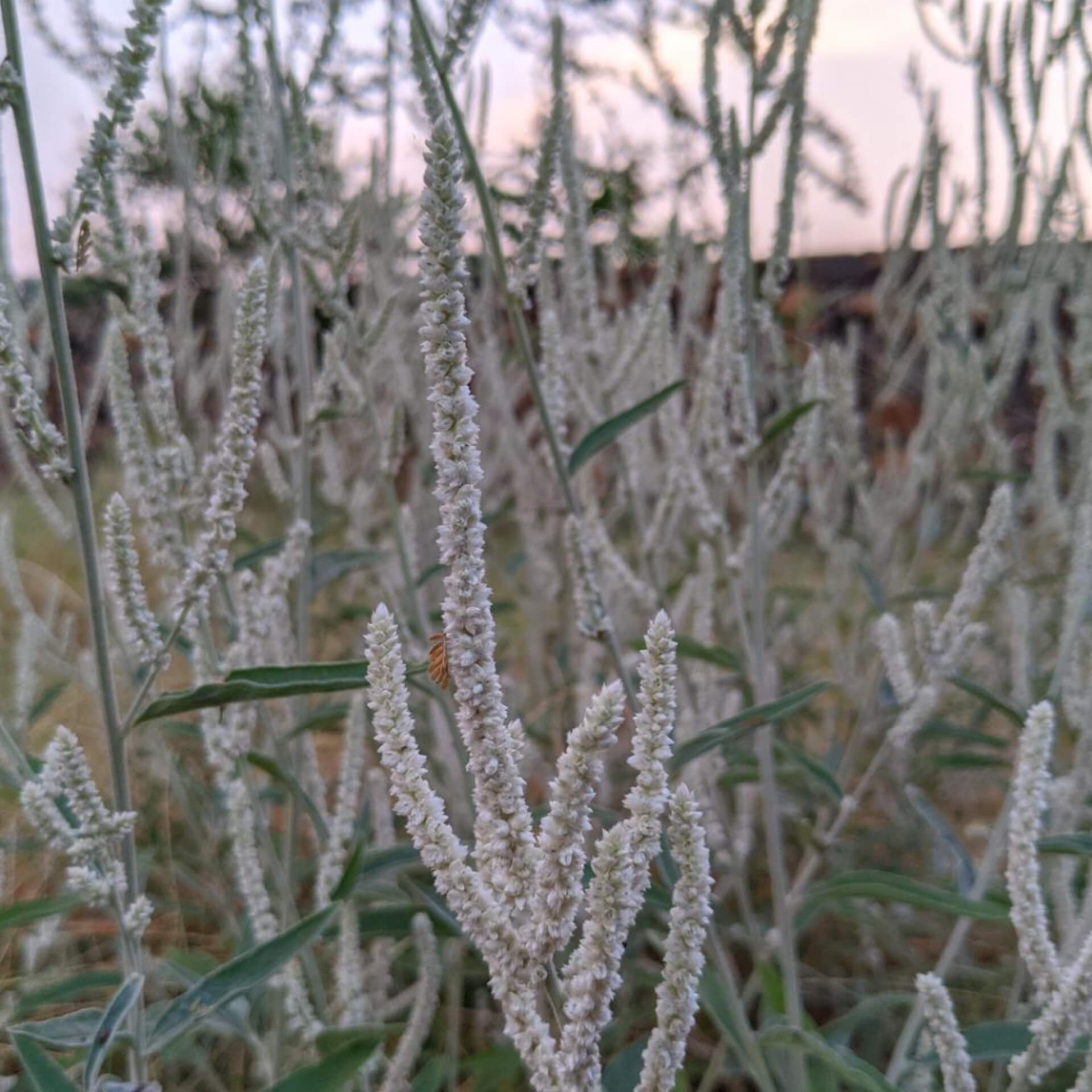 Oktober Silberkerze 'Brunette' (Cimicifuga simplex 'Brunette')