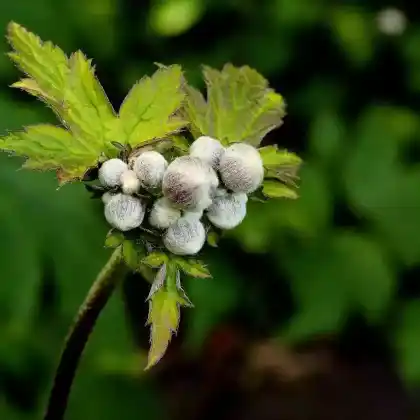 Foto von Herbst-Anemone 'Albadura' (Anemone tomentosa 'Albadura')