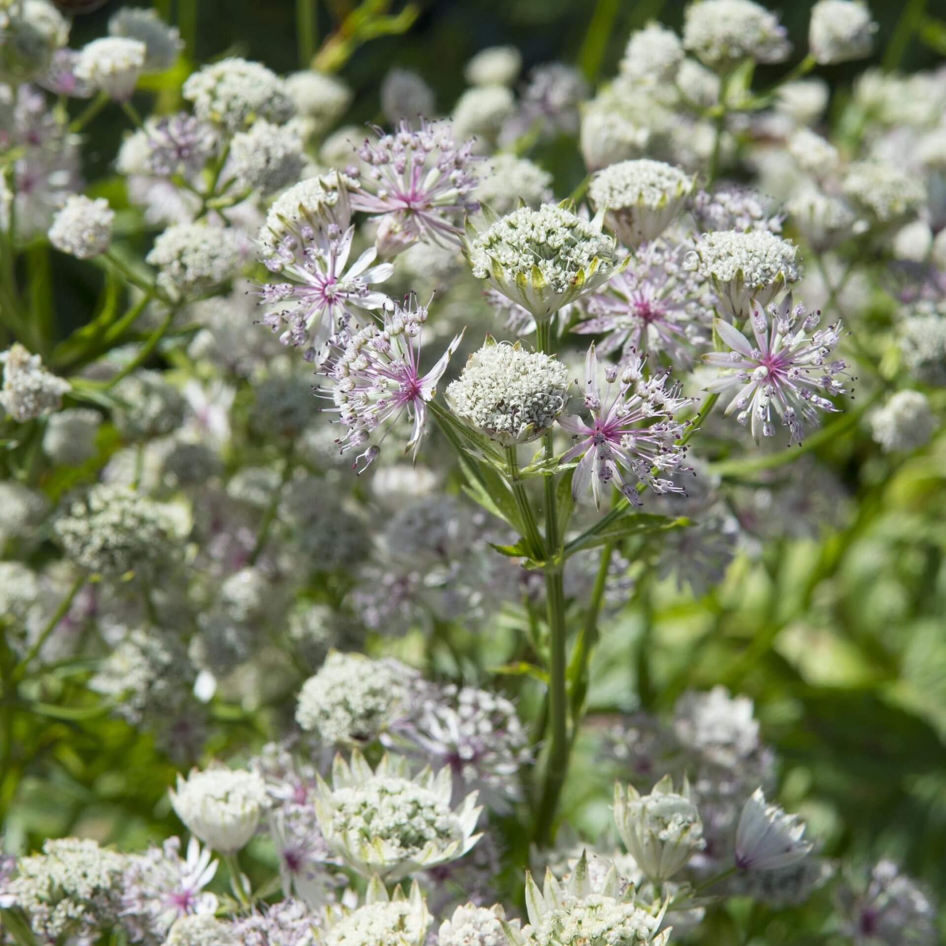 Sterndolde 'Sunningdale Variegated' (Astrantia major 'Sunningdale Variegated')