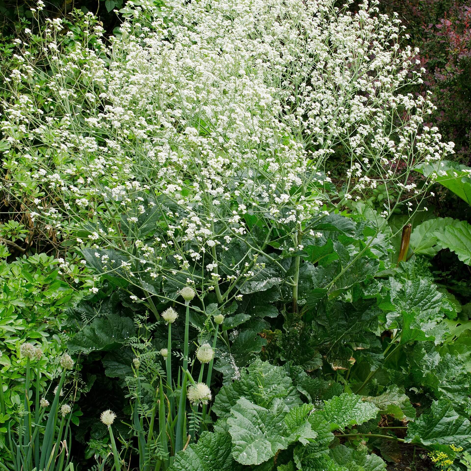 Riesen-Schleierkraut (Crambe cordifolia)