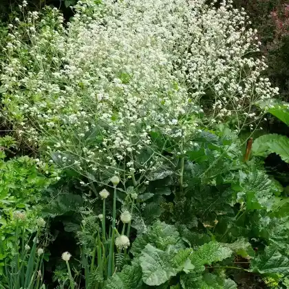 Foto von Riesen-Schleierkraut (Crambe cordifolia)