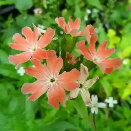 Foto von Rosablühende Brennende Liebe 'Carnea' (Lychnis chalcedonica 'Carnea')