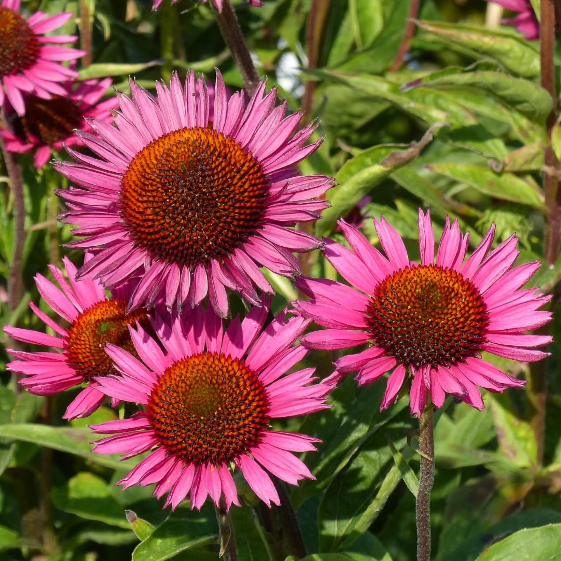 Scheinsonnenhut 'Vintage Wine' (Echinacea purpurea 'Vintage Wine')