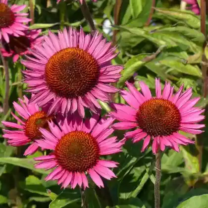 Foto von Scheinsonnenhut 'Vintage Wine' (Echinacea purpurea 'Vintage Wine')
