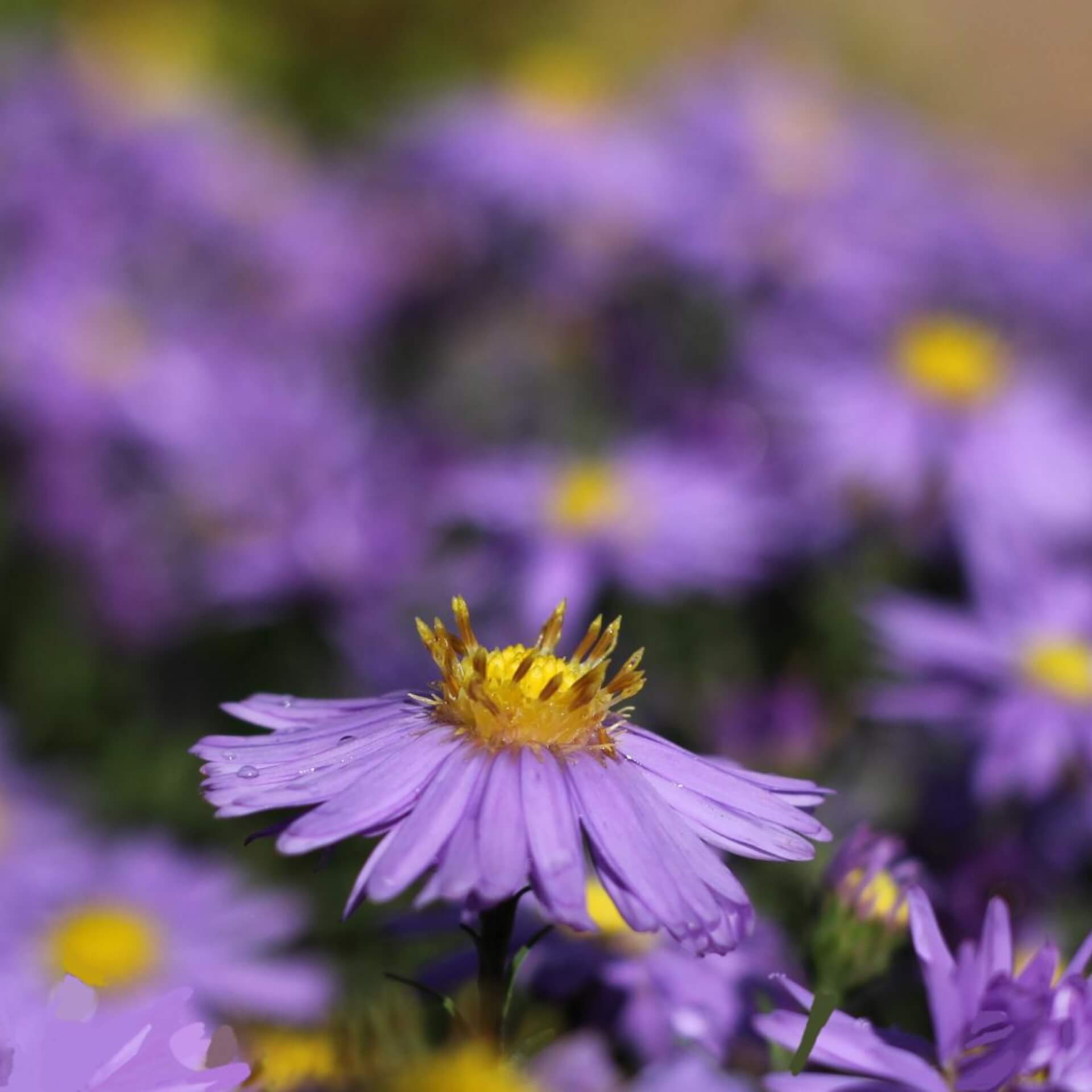 Berg-Aster 'Sonora' (Aster amellus 'Sonora')