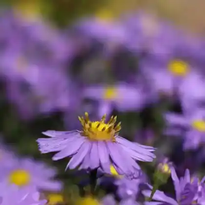 Foto von Berg-Aster 'Sonora' (Aster amellus 'Sonora')