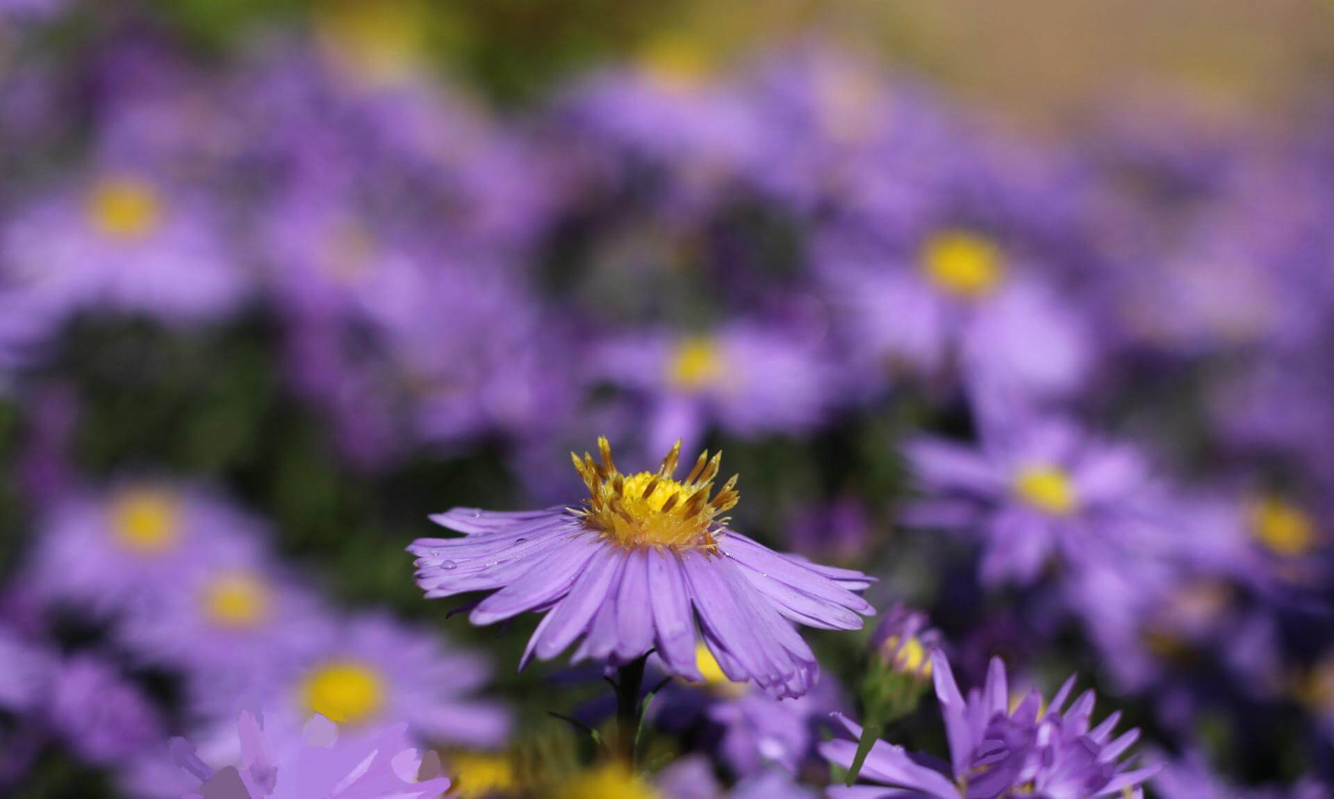 BergAster 'Sonora' / Aster amellus 'Sonora'