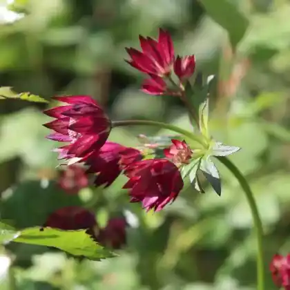 Foto von Sterndolde 'Venice' (Astrantia major 'Venice')