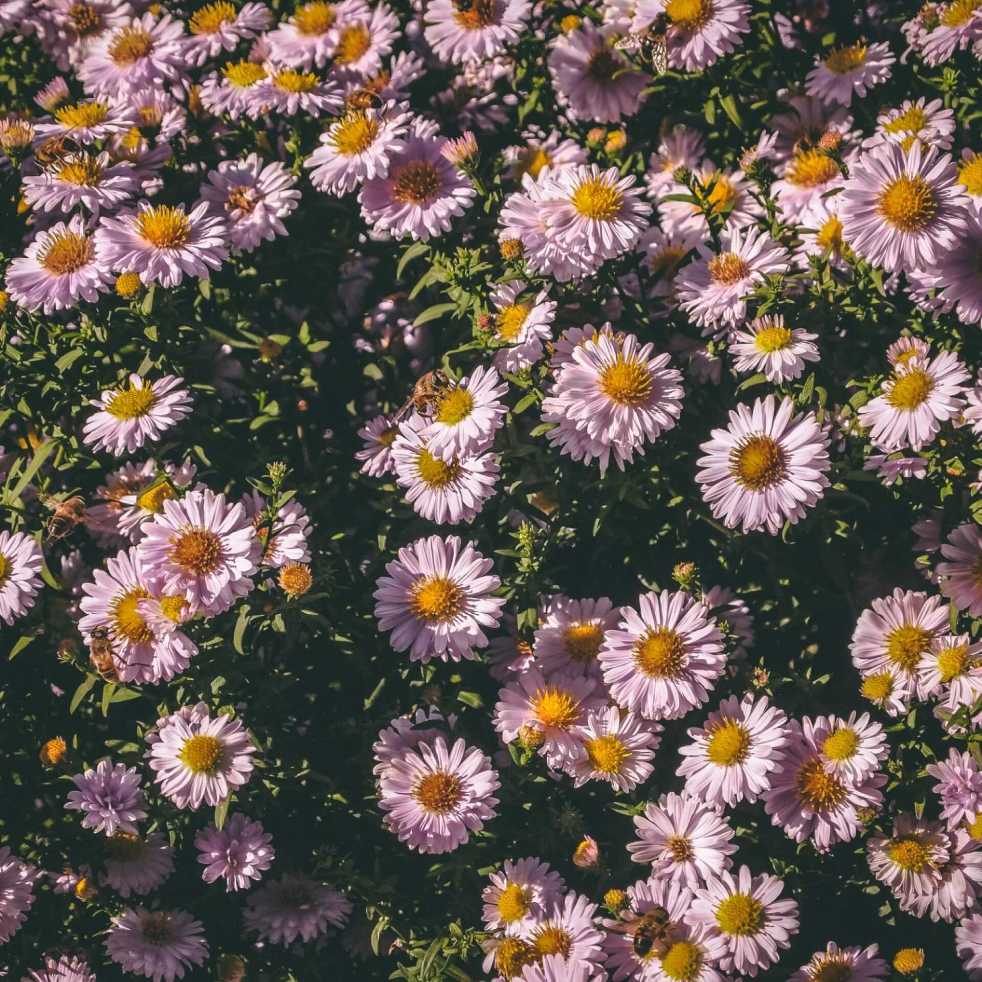 Waagerechte Herbst-Aster (Aster lateriflorus var. horizontalis)