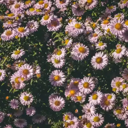 Foto von Waagerechte Herbst-Aster (Aster lateriflorus var. horizontalis)