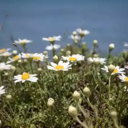 Foto von Spätsommer-Chrysantheme (Dendranthema zawadskii)