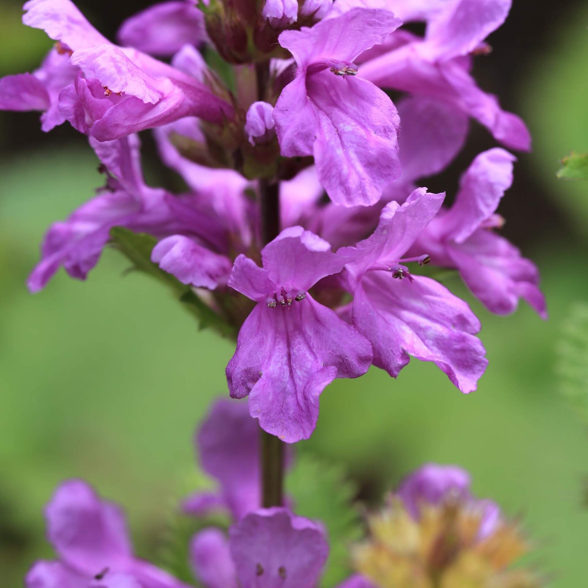 Großblütiger Ziest (Stachys grandiflora)