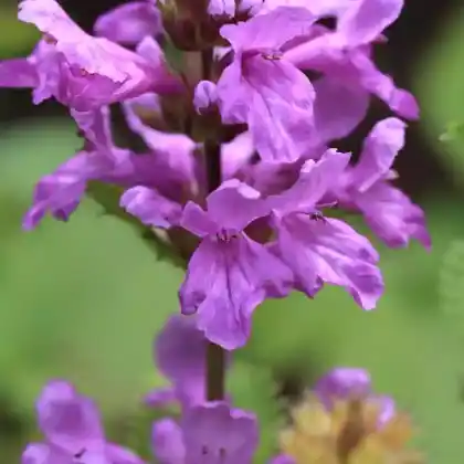 Foto von Großblütiger Ziest (Stachys grandiflora)