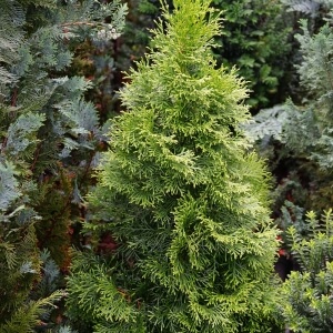 Chamaecyparis obtusa 'Nana Gracilis'
