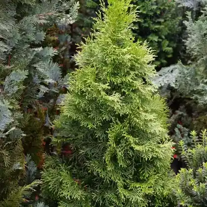 Foto von Zwerg-Muschel-Zypresse 'Nana Gracilis' (Chamaecyparis obtusa 'Nana Gracilis')
