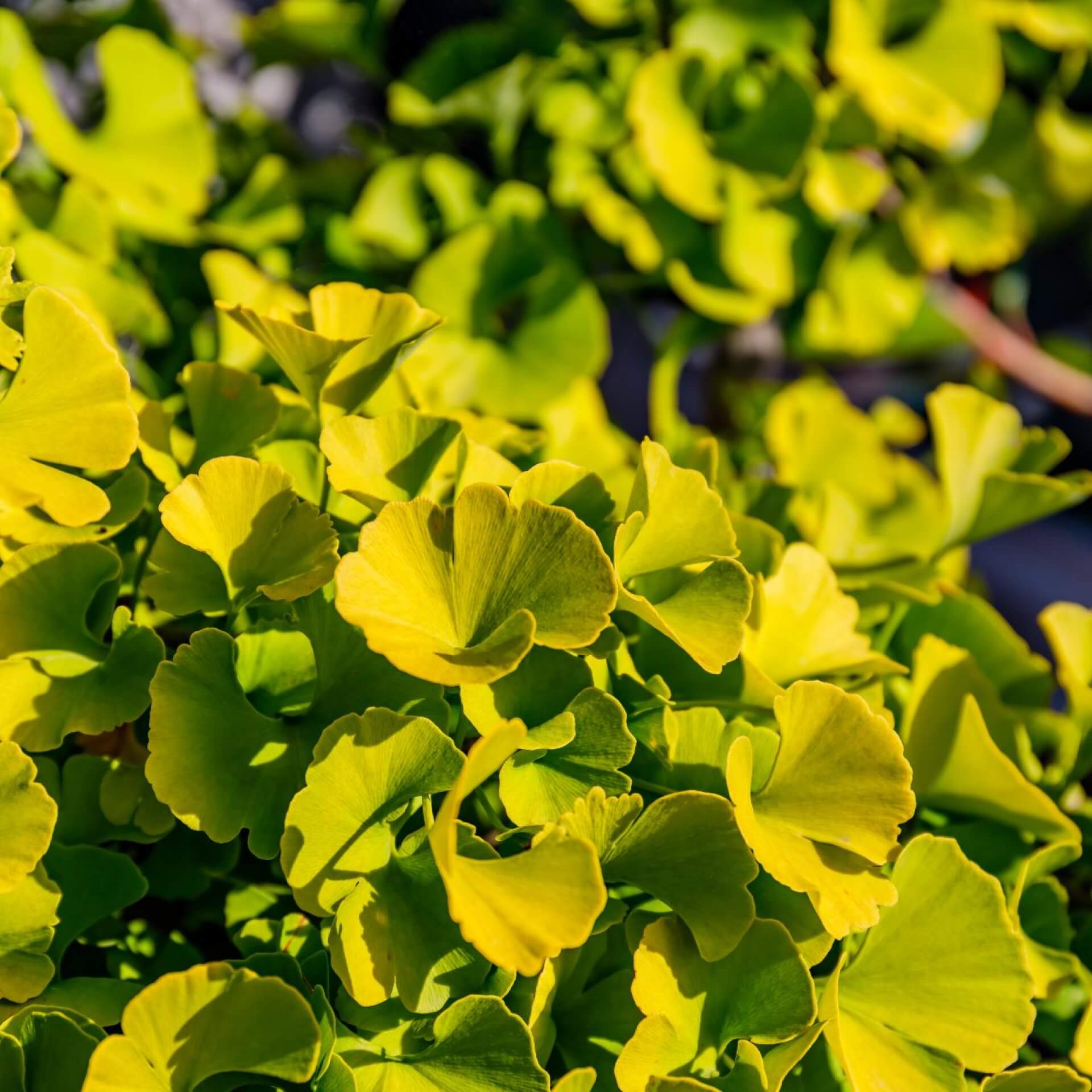 Ginkgobaum 'Mariken' (Ginkgo biloba 'Mariken')