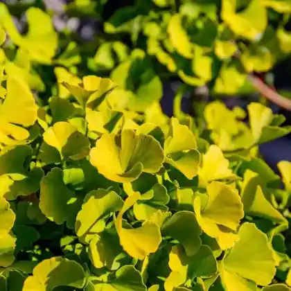 Foto von Ginkgobaum 'Mariken' (Ginkgo biloba 'Mariken')