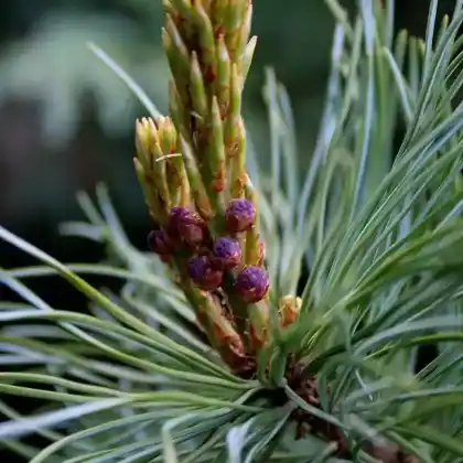 Foto von Blaue Kriech-Kiefer (Pinus pumila 'Glauca')