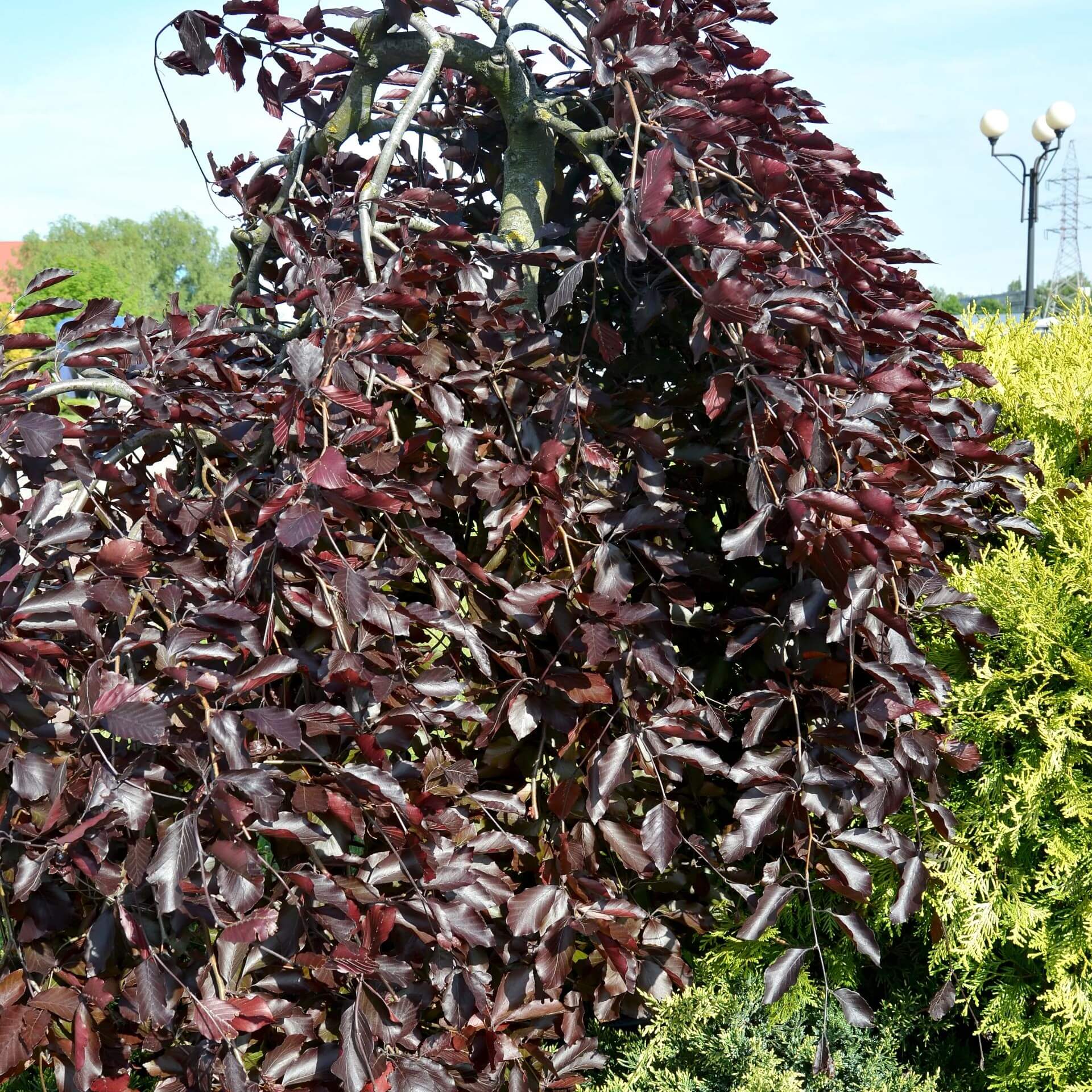 Hänge-Blutbuche 'Purpurea Pendula' (Fagus sylvatica 'Purpurea Pendula')