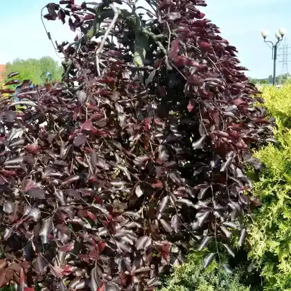 Foto von Hänge-Blutbuche 'Purpurea Pendula' (Fagus sylvatica 'Purpurea Pendula')