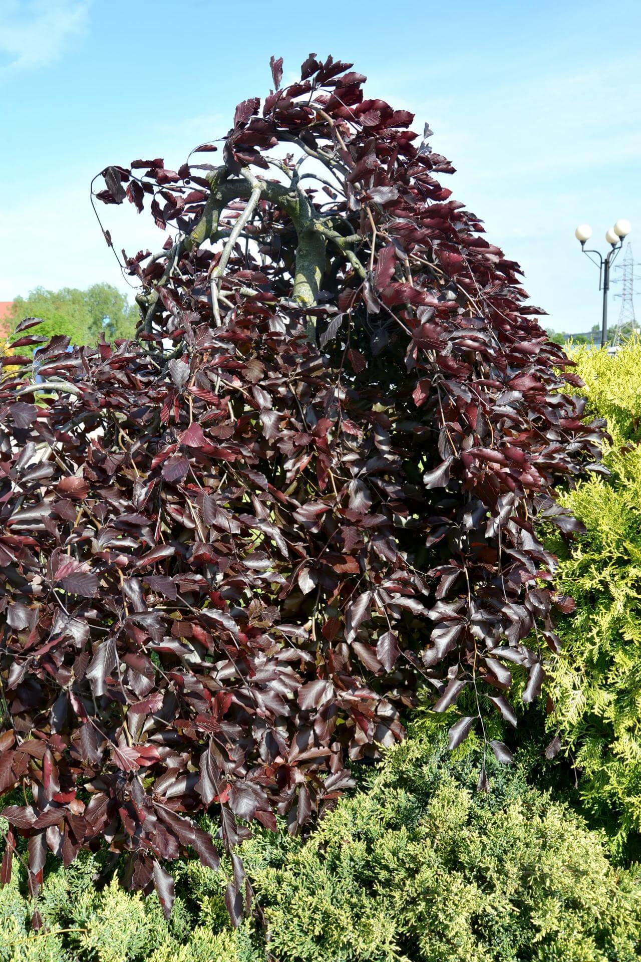 HängeBlutbuche 'Purpurea Pendula' / Fagus sylvatica 'Purpurea Pendula'
