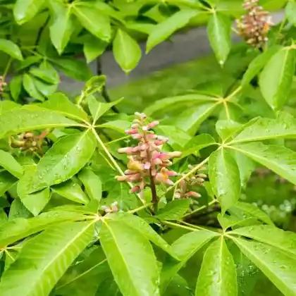 Foto von Hängekastanie 'Koehnei' (Aesculus pavia 'Koehnei')