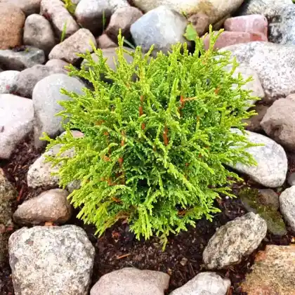 Foto von Zwerg-Lebensbaum 'Tiny Tim' (Thuja occidentalis 'Tiny Tim')