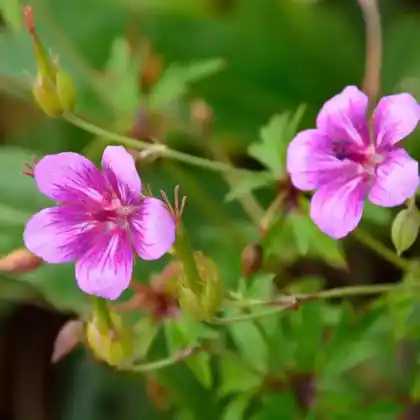 Foto von Sproß-Storchschnabel (Geranium soboliferum)