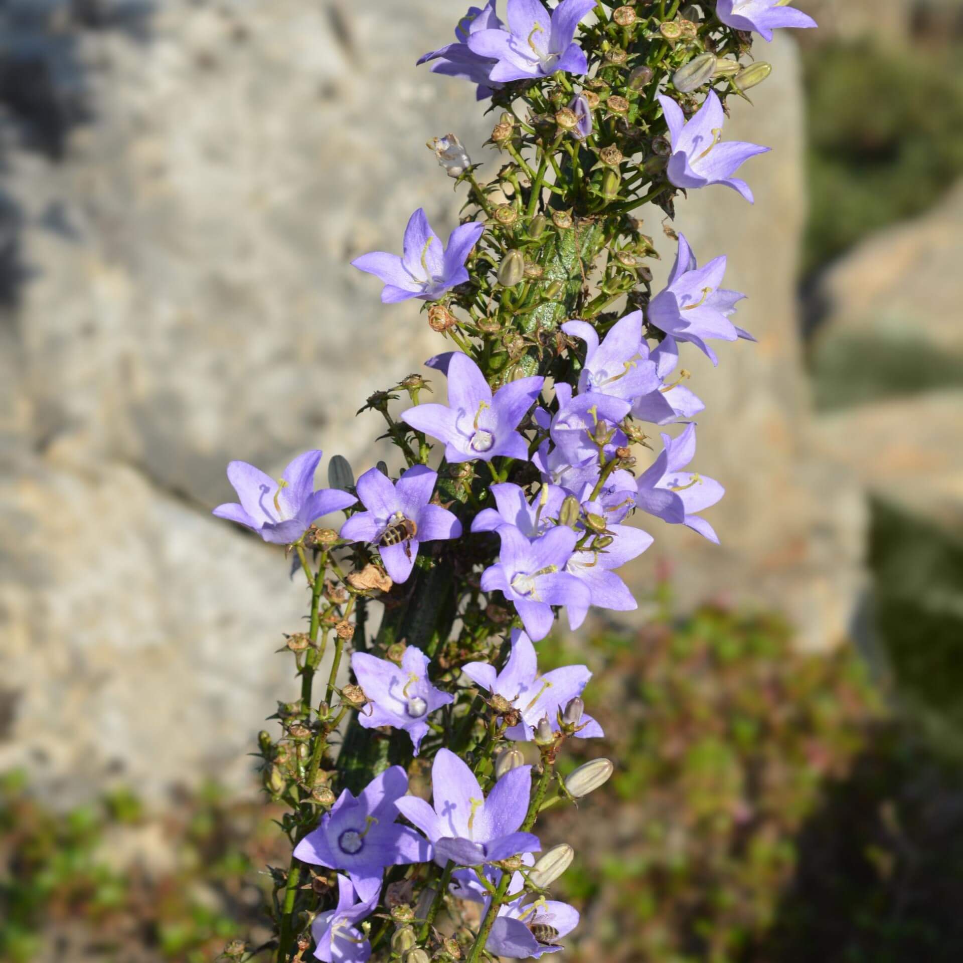 Pyramiden-Glockenblume (Campanula pyramidalis)