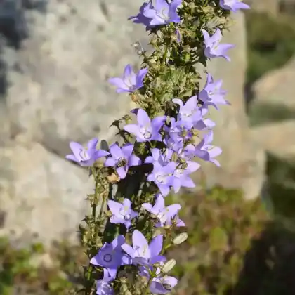 Foto von Pyramiden-Glockenblume (Campanula pyramidalis)