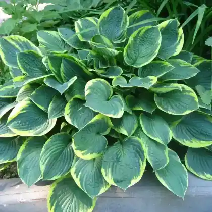 Foto von Graublatt-Funkie  (Hosta x fortunei)