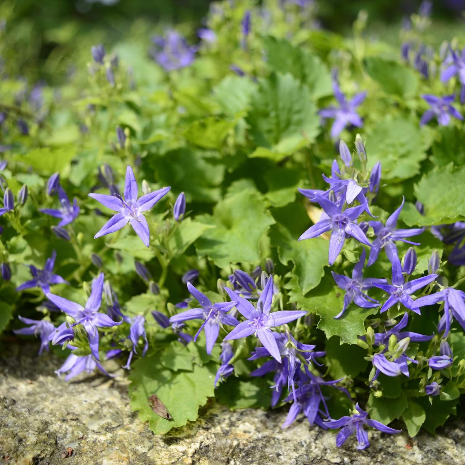 Adria-Glockenblume (Campanula fenestrellata)