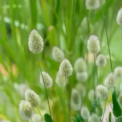 Foto von Samtgras (Lagurus ovatus)