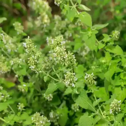 Foto von Zitronen-Katzenminze (Nepeta cataria 'Citriodora' )